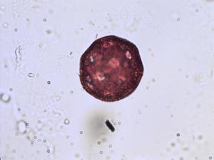 Cerastium arvense pollen