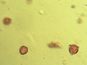 Euclea divinorum pollen