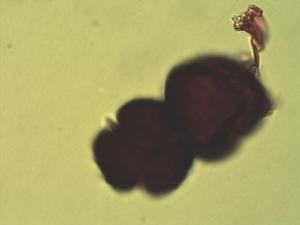 Isoberlinia angolensis pollen