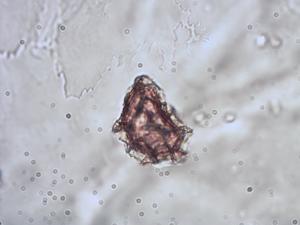 Asplenium viride pollen