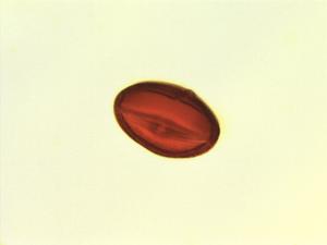 Cissus rubiginosa pollen