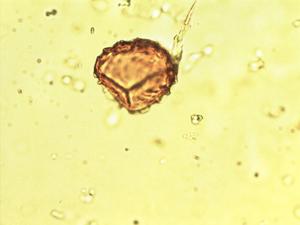 Lycopodium annotinum pollen