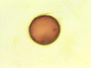 Aristolochia clematitis pollen