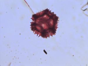 Cichorium intybus pollen