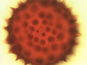 Abutilon pollen