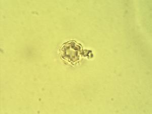Terminalia prunioides pollen
