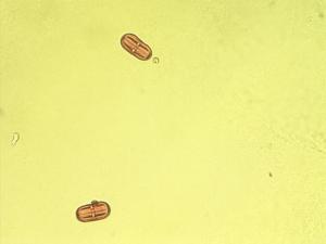 Cryptotaenia elegans pollen