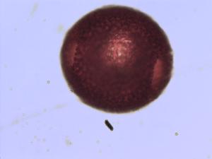 Geranium phaeum pollen