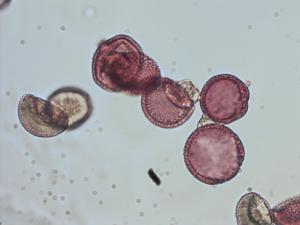Chloranthaceae pollen