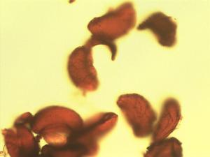 Dipteridaceae pollen