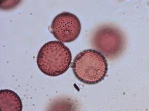 Pollen from the plant Genus Campanula.