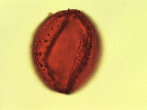 Clerodendrum pollen