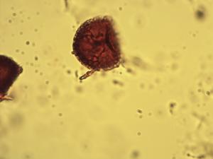 Lycopodium complanatum pollen