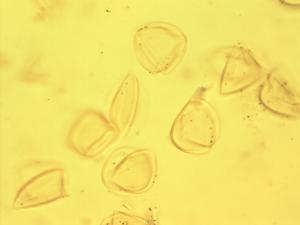 Nymphaea pollen