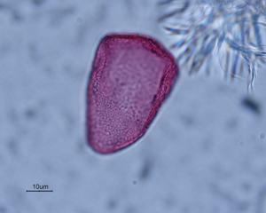 Carex pendula pollen