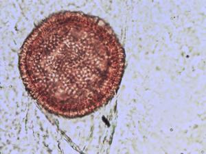 Geranium lucidum pollen