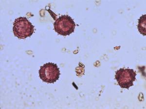Matricaria chamomilla pollen