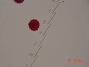 Argyranthemum broussonetii pollen