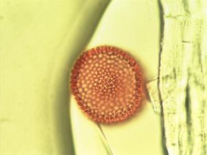 Codiaeum variegatum pollen