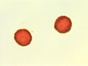 Ganophyllum pollen