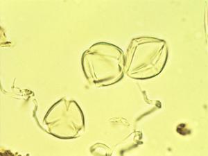Lycianthes heteroclita pollen