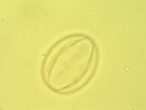 Pittosporum viridiflorum pollen