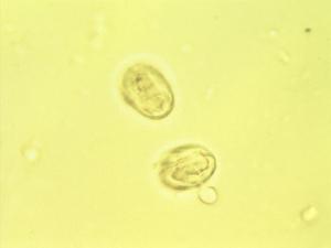 Ormocarpum pollen