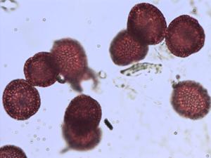 Ligustrum ovalifolium pollen