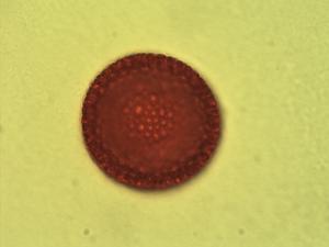 Pollen from the plant Genus Ricinodendron.