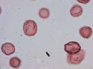 Solanum tuberosum pollen