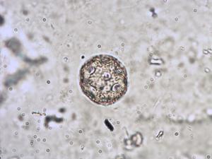 Cerastium glomeratum pollen