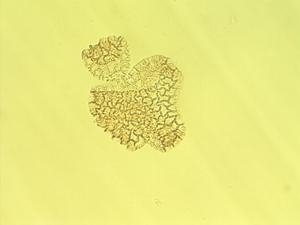 Passiflora foetida pollen
