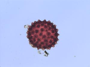 Neobrittonia pollen
