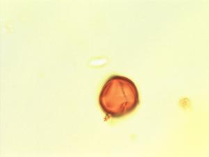 Dalbergia melanoxylon pollen