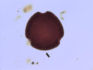 Geranium pyrenaicum pollen