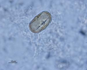Anthriscus caucalis pollen