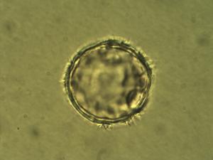 Triticum monococcum pollen