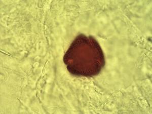 Detarium microcarpum pollen
