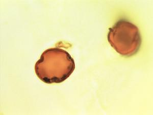 Radlkofera calodendron pollen