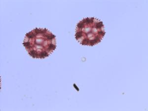 Crepis capillaris pollen