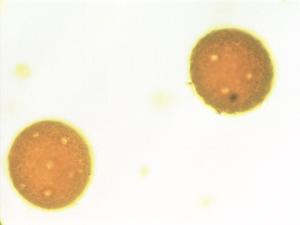 Pollen from the plant Genus Cantua.