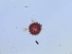 Guardiola tulocarpus pollen