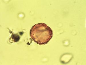 Anemone multifida pollen