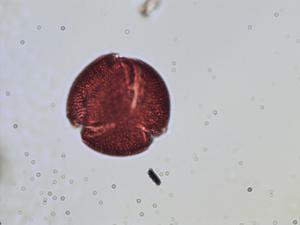 Oxalis pes-caprae pollen