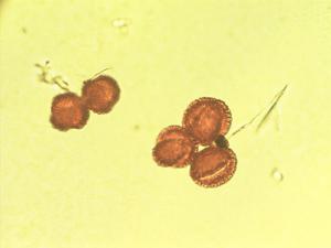 Ilex perado pollen