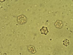 Alternanthera flavicoma pollen