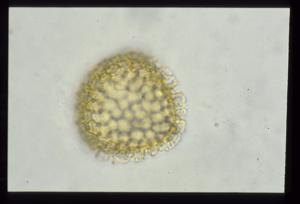 Lycopodium clavatum pollen