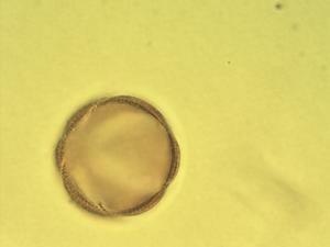 Dracocephalum fragile pollen