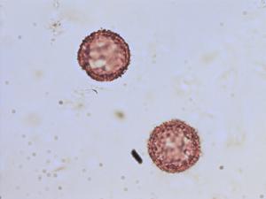 Sagittaria sagittifolia pollen