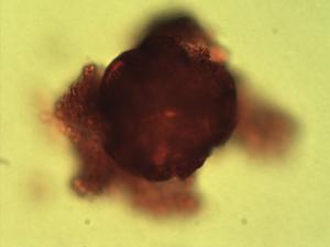 Brachystegia longifolia pollen